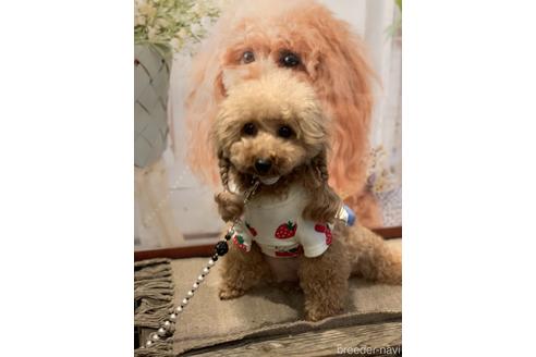 販売中のティーカッププードルの親犬