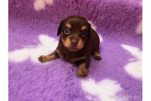 鳥取県でチワックスの子犬を探す ブリーダーナビ