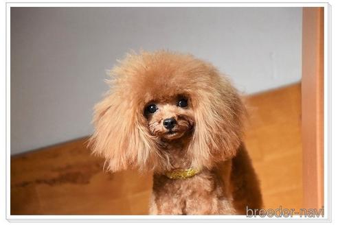 販売中のティーカッププードルの親犬