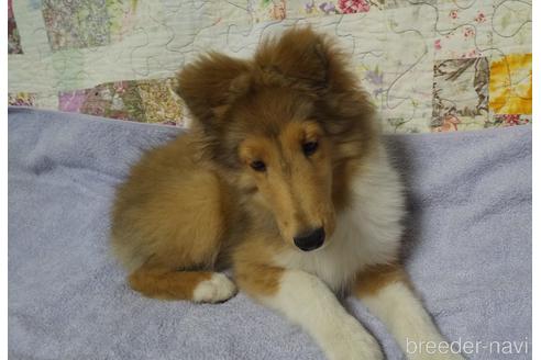 シェットランドシープドッグ シェルティ の子犬を探す ブリーダーナビ