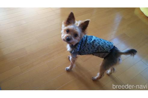 販売中のヨークシャーテリアの親犬