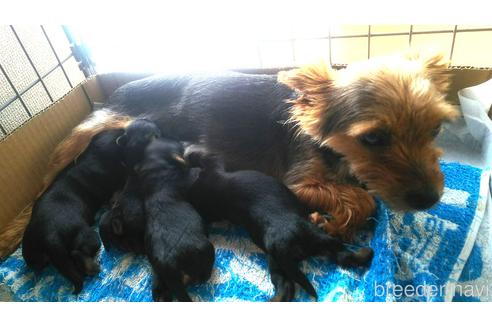 販売中のヨークシャーテリアの親犬