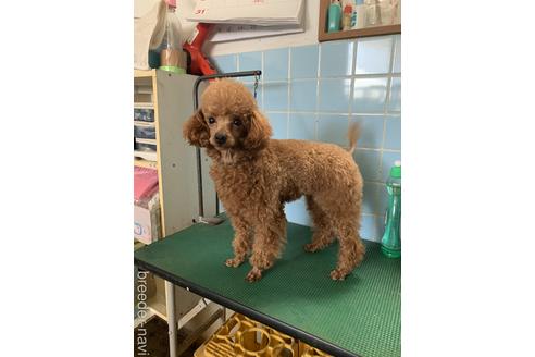 販売中のマルプー:マルチーズ×トイプードルの親犬