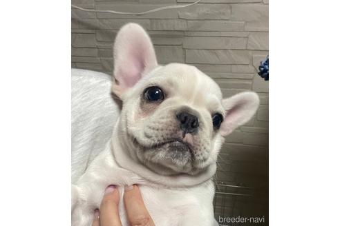広島県でフレンチブルドッグの子犬を探す ブリーダーナビ