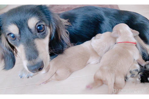 販売中のチワックス:チワワ×ミニチュアダックスフンドの親犬