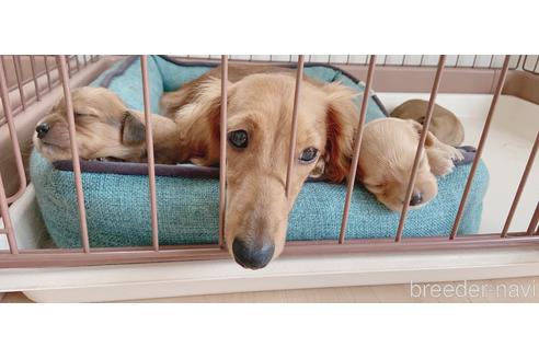 販売中のチワックス:チワワ×ミニチュアダックスフンドの親犬