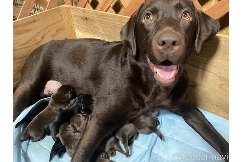 販売中のラブラドールレトリーバーの親犬