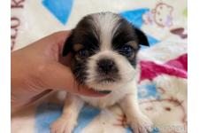 ♀︎その他の犬種