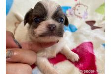 ♀︎その他の犬種