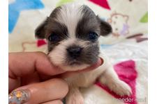 ♀︎その他の犬種