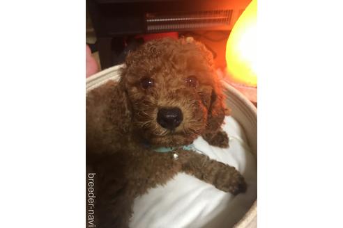 岩手県でトイプードルの子犬を探す ブリーダーナビ