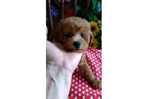 鹿児島県でトイプードルの子犬を探す ブリーダーナビ