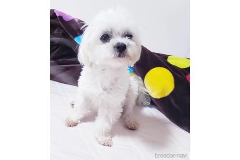販売中のマルチーズの親犬