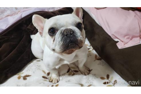 販売中のフレンチブルドッグの親犬