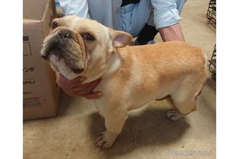 販売中のフレンチブルドッグの親犬
