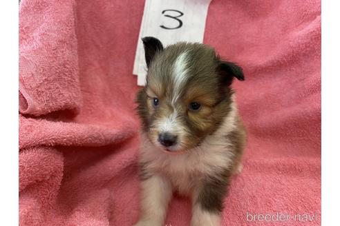 シェットランドシープドッグ シェルティ の子犬を探す ブリーダーナビ シェットランドシープドッグ シェルティ の子犬を探す ブリーダーナビ