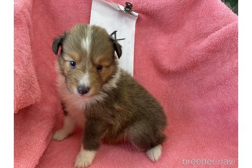 シェットランドシープドッグ シェルティ の子犬を探す ブリーダーナビ シェットランドシープドッグ シェルティ の子犬を探す ブリーダーナビ
