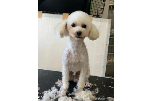 販売中のティーカッププードルの親犬
