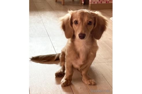 販売中のミニチュアダックスフンド(ロングヘアード)の親犬