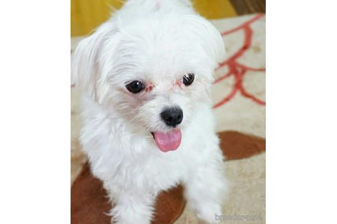 販売中のミックス犬の親犬
