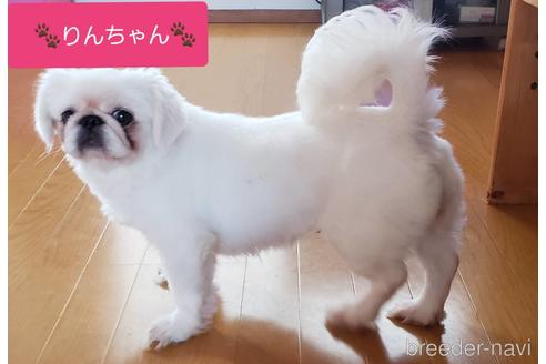 販売中のミックス犬の親犬