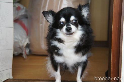 販売中のチワワ(ロングコート)の親犬