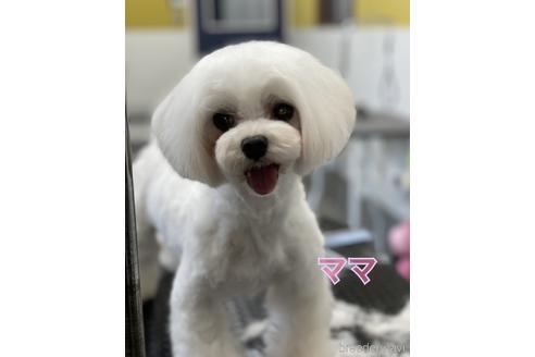 販売中のマルチーズの親犬