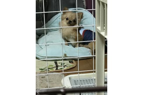販売中のチワワ(ロングコート)の親犬