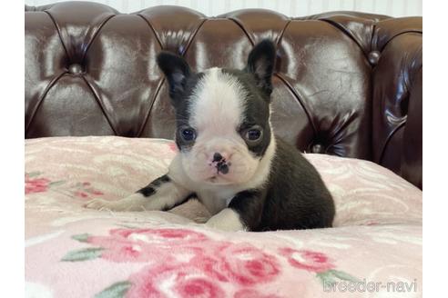 香川県でボストンテリアの子犬を探す ブリーダーナビ