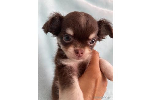 兵庫県でロングコートチワワの子犬を探す ブリーダーナビ 兵庫県でロングコートチワワの子犬を探す ブリーダーナビ