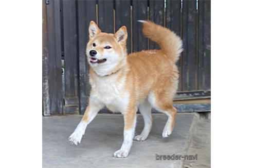 販売中の豆柴の親犬