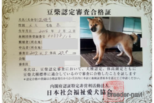 販売中の豆柴の親犬
