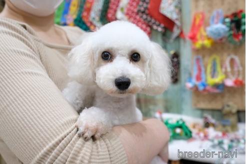 販売中のトイプードルの親犬