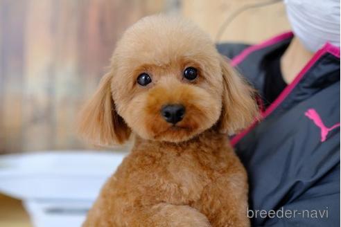 販売中のトイプードルの親犬