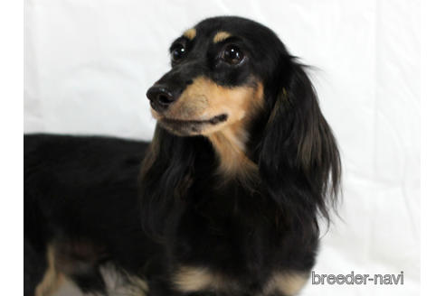 販売中のカニンヘンダックスフンド(ロングヘアード)の親犬