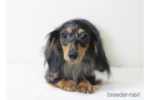 販売中のカニンヘンダックスフンド(ロングヘアード)の親犬