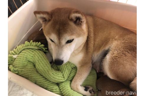 販売中の柴犬の親犬