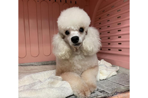 販売中のトイプードルの親犬