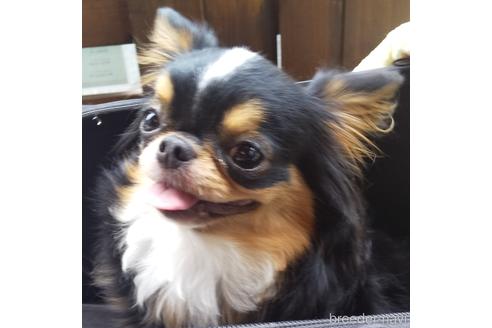 販売中のチワワ(ロングコート)の親犬