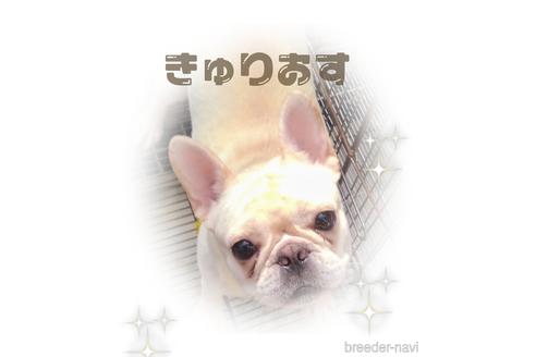 販売中のフレンチブルドッグの親犬