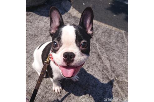 販売中のフレンチブルドッグの親犬