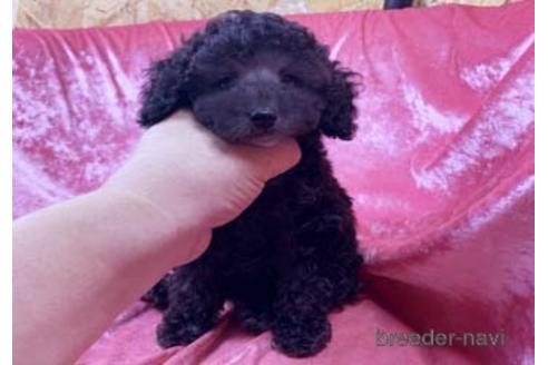シルバーのトイプードルの子犬を探す ブリーダーナビ