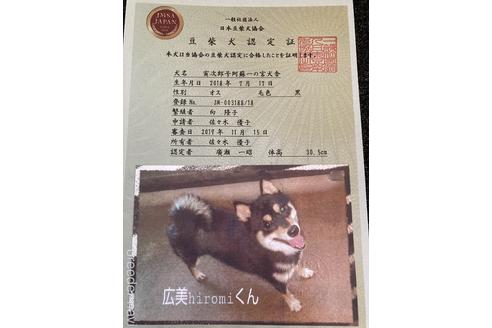販売中の豆柴の親犬