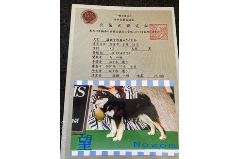 販売中の豆柴の親犬