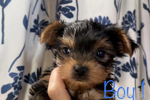ヨークシャーテリアの子犬を探す ブリーダーナビ