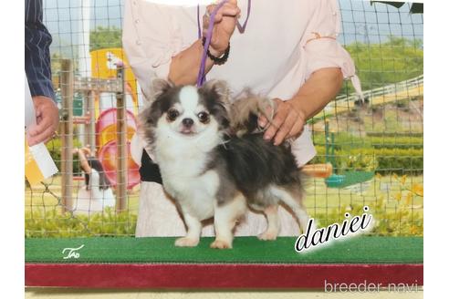 販売中のチワワ(ロングコート)の親犬