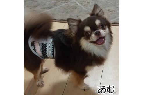 販売中のチワワ(ロングコート)の親犬