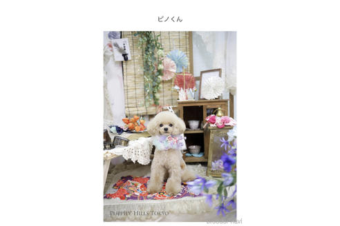 販売中のティーカッププードルの親犬