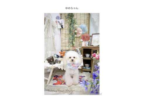 販売中のティーカッププードルの親犬