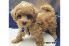 ♀︎マルプー:マルチーズ×トイプードル